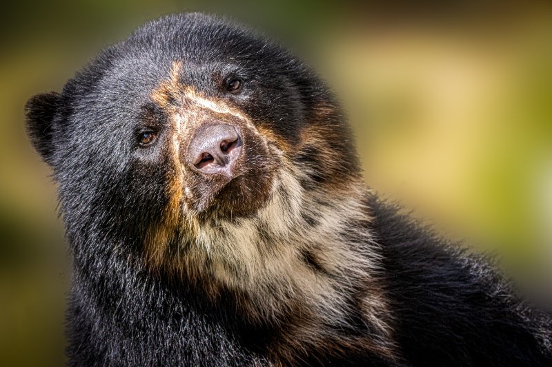 closeup of a spectacled black bear