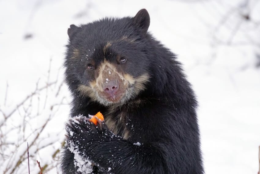 Spectacled Bear in Winter