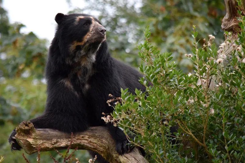 Spectacled Bear: Is This Animal Endangered? 9 Spectacled Bear on a branch of a tree