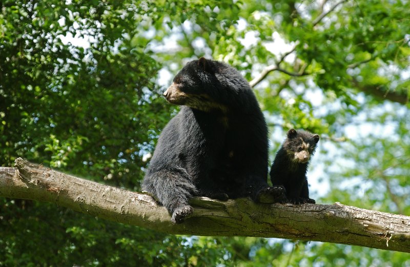 Spectacled Bear with young one resting on a tree branch