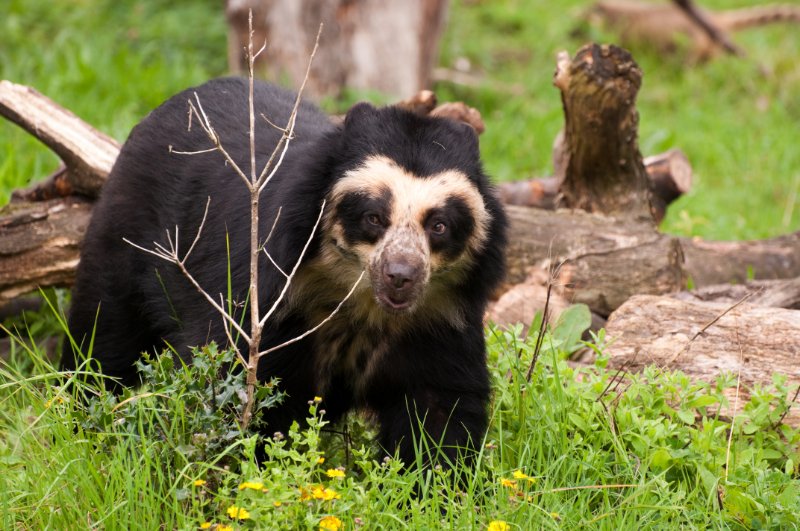 Spectacled Bear looking at the camera
