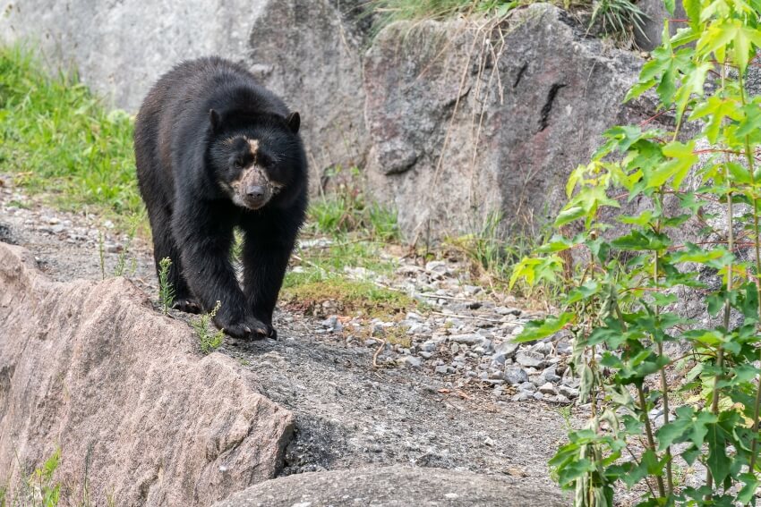 Spectacled Bear in the Wild