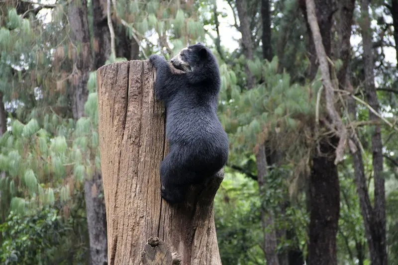 Spectacled bear Climbing a tree trunk