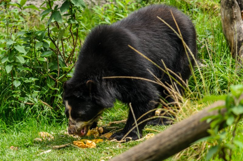 Spectacled bear eating fruits 