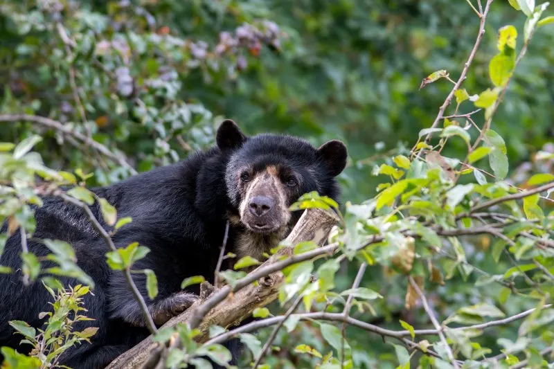 Spectacled Bear: Is This Animal Endangered? 7 A spectacled bear at the top of a small tree.