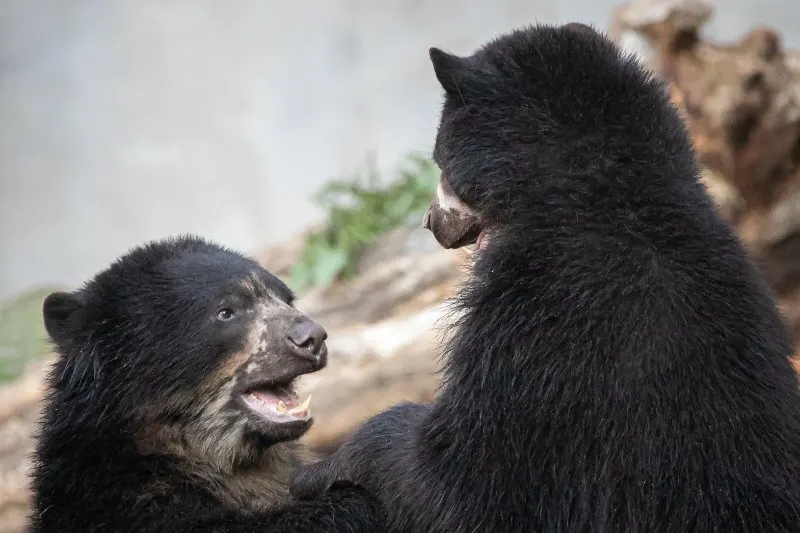 Spectacled Bear: Is This Animal Endangered? 5 Spectacled bear playing with each other