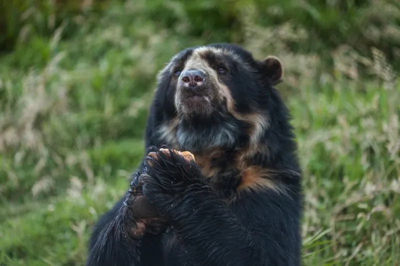 Spectacled bear holding hands