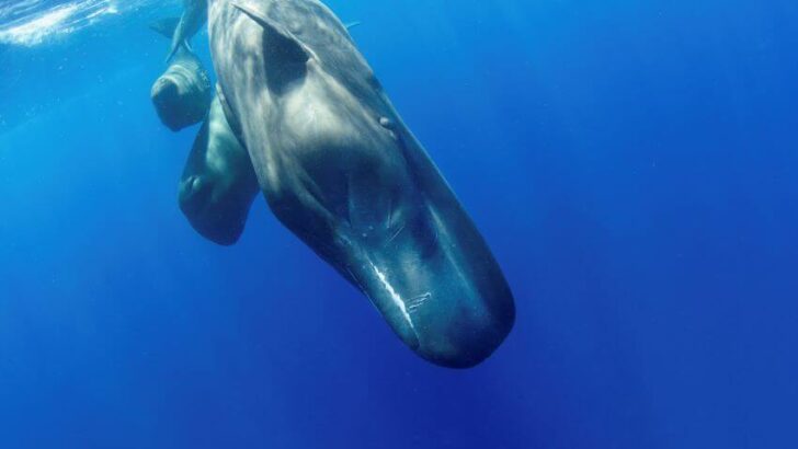 Sperm Whale