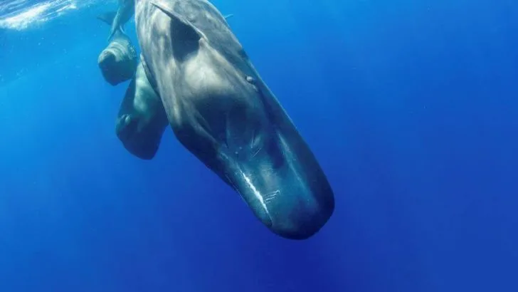 Sperm Whale