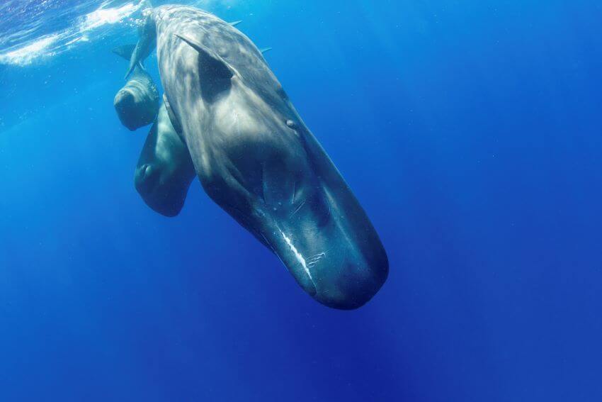 Sperm Whale