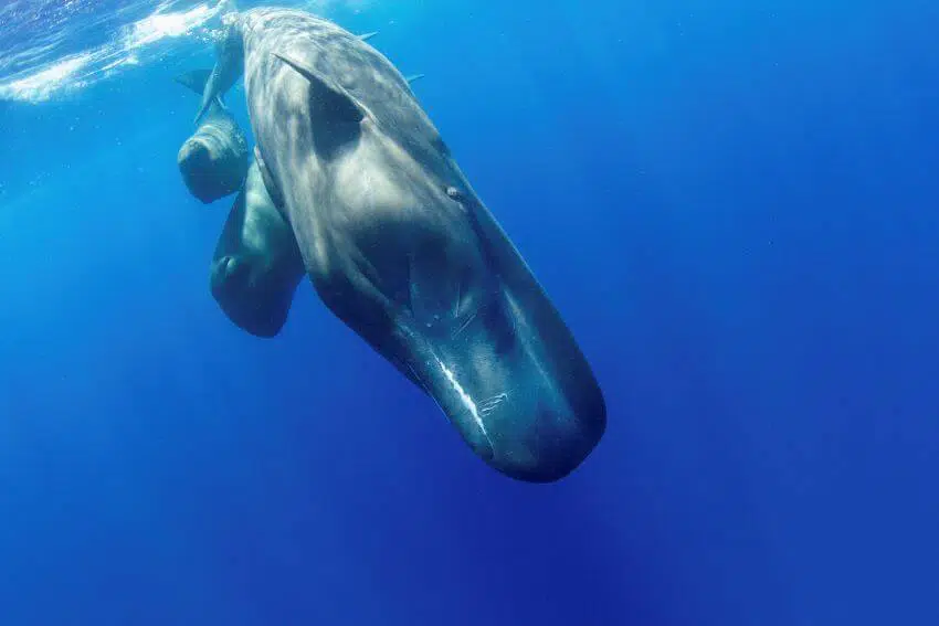 Sperm Whale: Is This Animal Endangered? 6 Sperm Whale
