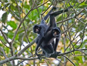 12 Types of Monkeys from Around the World 8 Spider Monkey