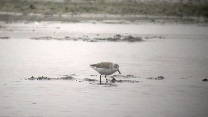 Spoon-Billed Sandpiper