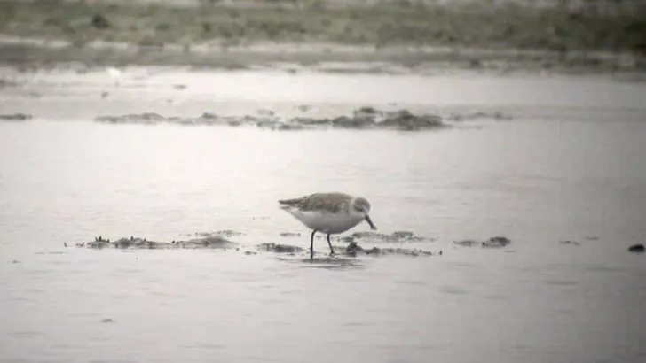Spoon-Billed Sandpiper