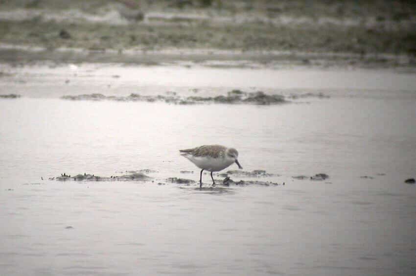 Spoon-Billed Sandpiper