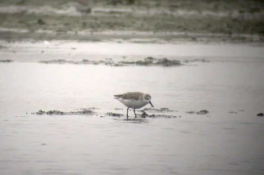 Spoon-Billed Sandpiper: Why Is It Endangered? 1 Spoon-Billed Sandpiper