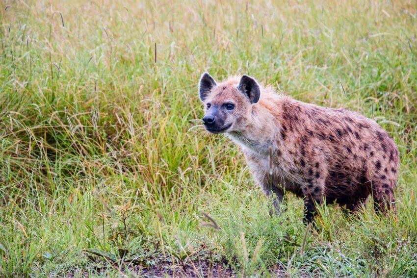 A Spotted Hyena