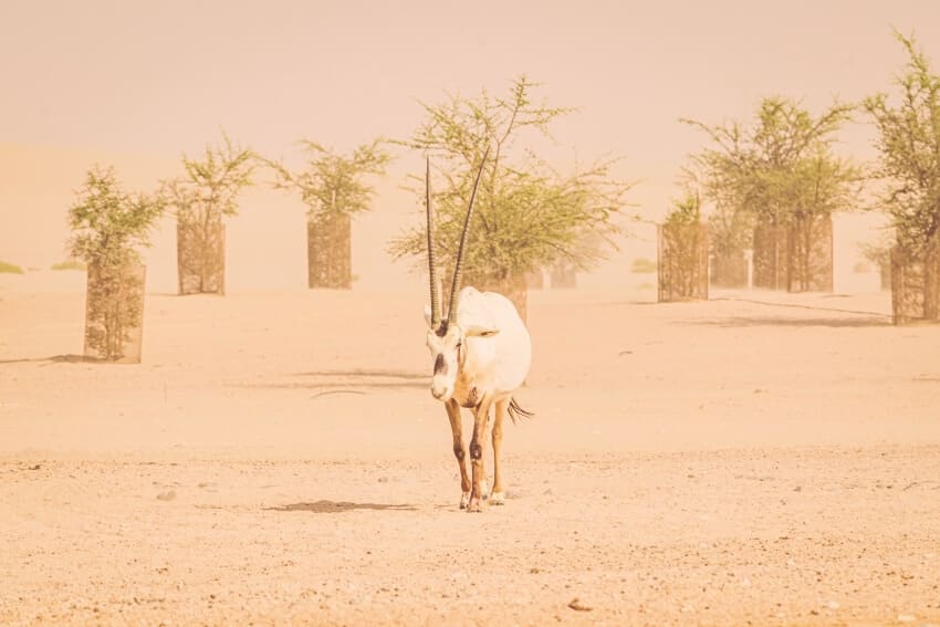 Strolling Arabian Oryx