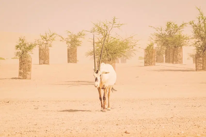 Strolling Arabian Oryx