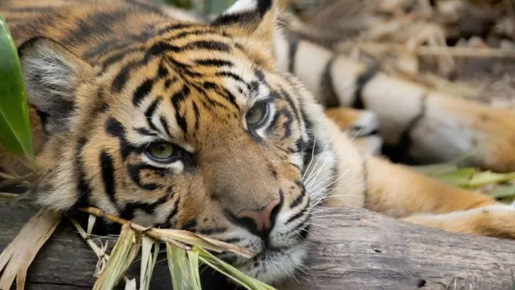 Sumatran Tiger