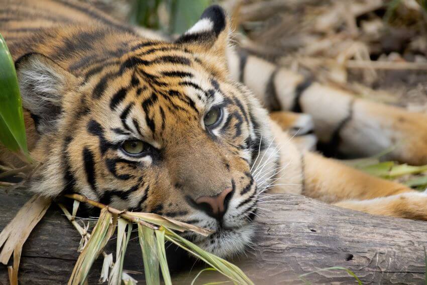 Sumatran Tiger: Why Is It Endangered?