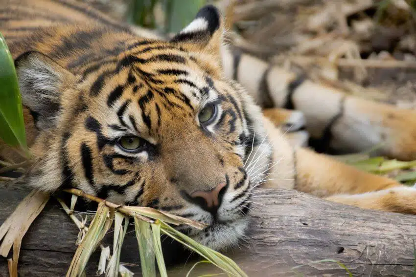 Sumatran Tiger: Why Is It Endangered? 2 Sumatran Tiger