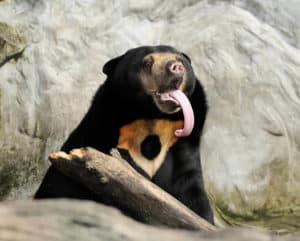 Sun Bears