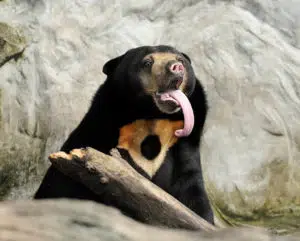 12 Different Types of Bears From Around the World 3 Sun Bears