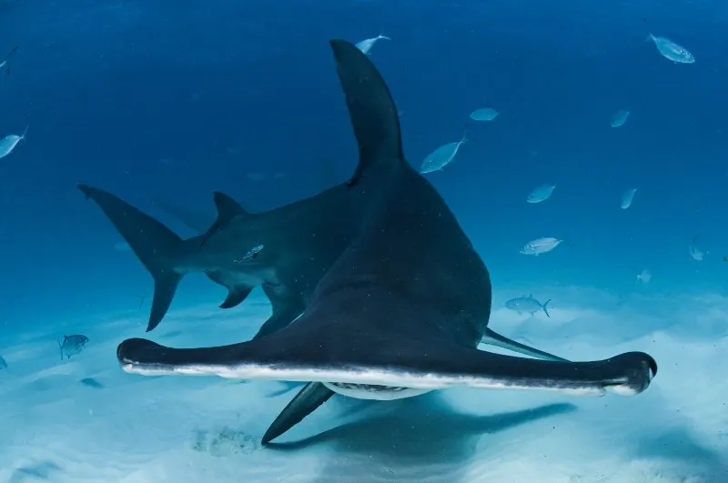 Portrait Photo of Great Hammerhead Shark