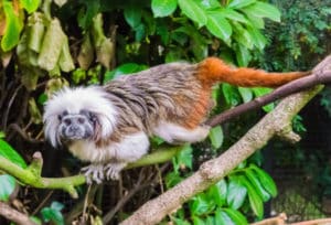 12 Types of Monkeys from Around the World 3 Tamarin Monkey