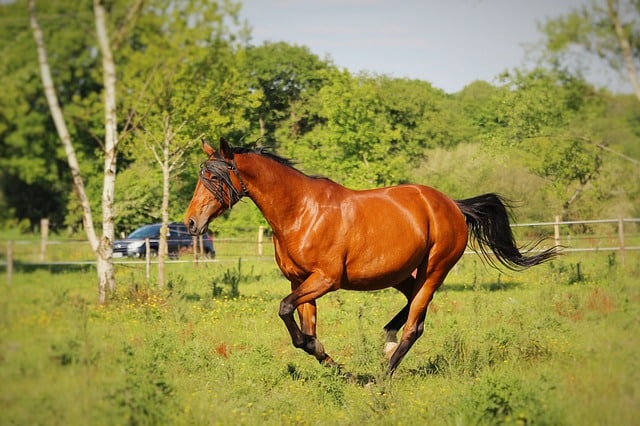 11 Horse Breeds: Different Types of Horses 10 Tennessee Walker