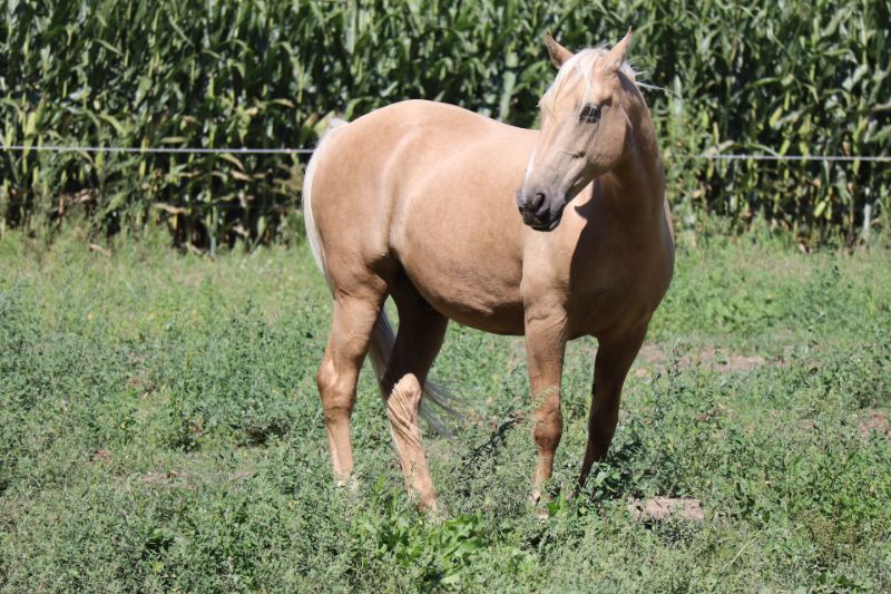 Tennessee Walking Horse