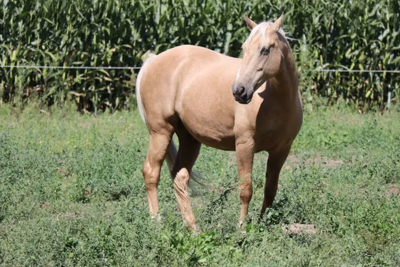 11 Horse Breeds: Different Types of Horses 10 Tennessee Walking Horse