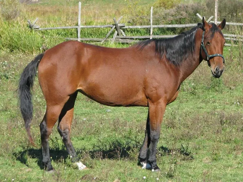11 Horse Breeds: Different Types of Horses 4 American Quarter Horse
