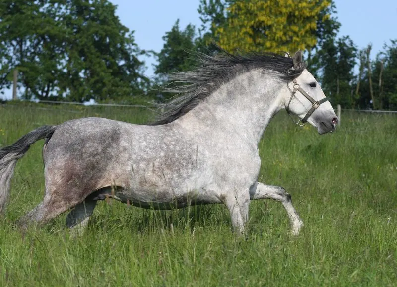 11 Horse Breeds: Different Types of Horses 11 The Andalusian Horse