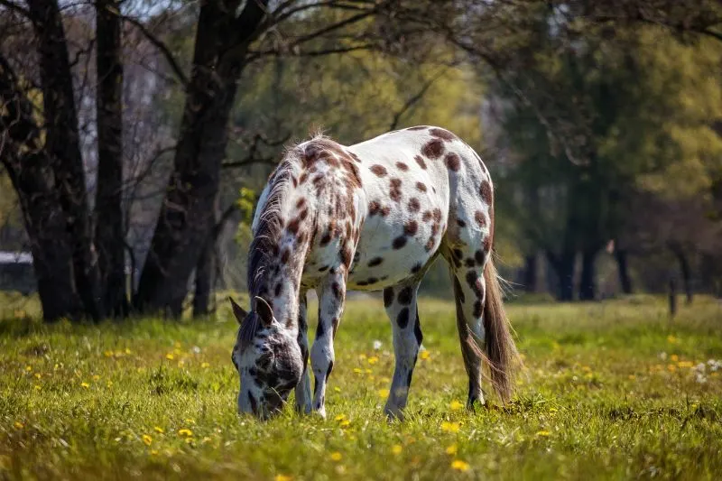 The Appaloosa Horse