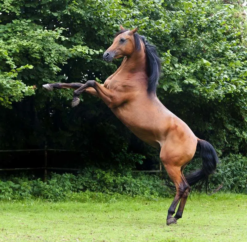 The Arabian Horse