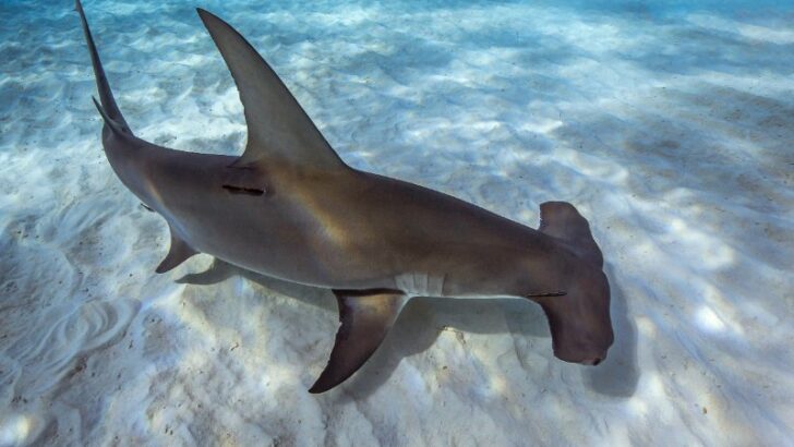 Top view of The Great Hammerhead Shark