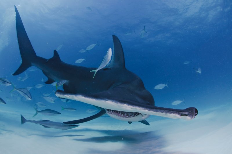 The Great Hammerhead Shark Underwater