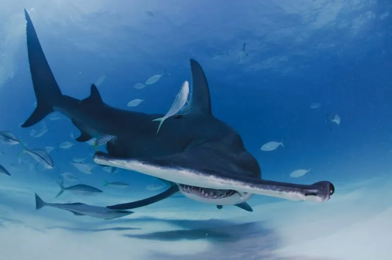 Great Hammerhead Shark 4 The Great Hammerhead Shark Underwater