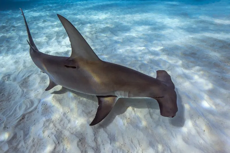 Top view of The Great Hammerhead Shark