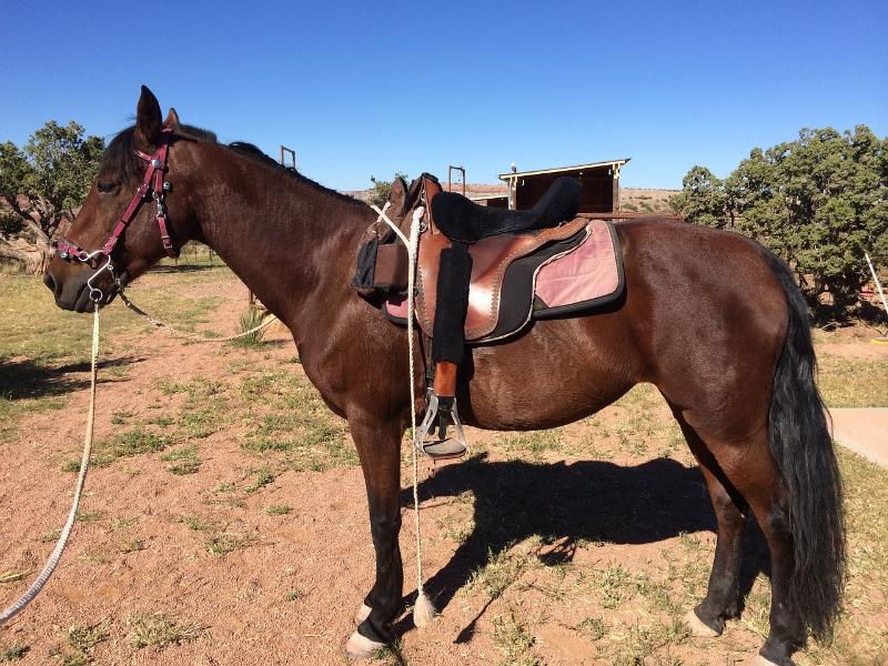 The Morgan Horse