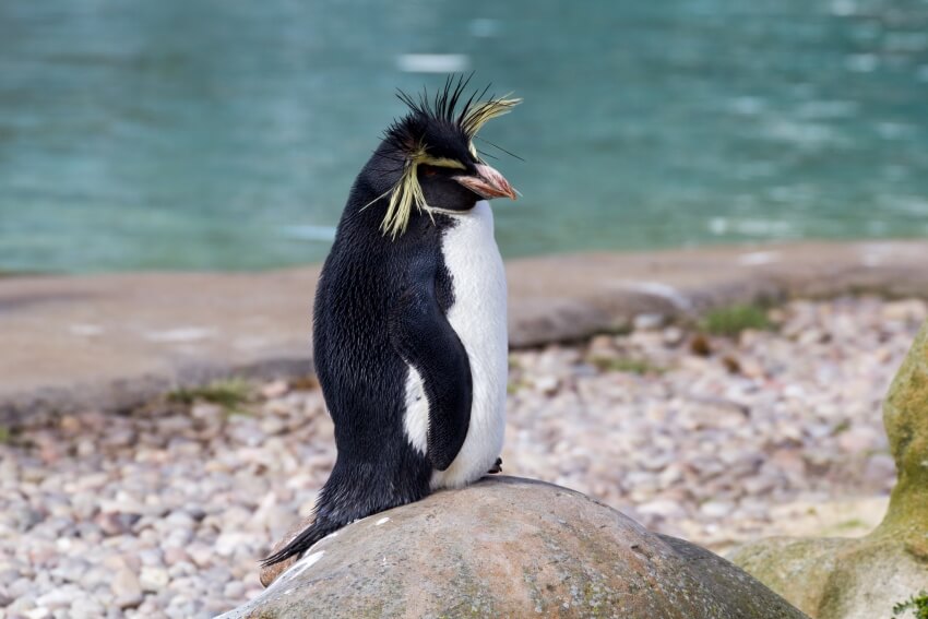 Northern Rockhopper Penguin: Is This Animal Endangered? 4 Northern Rockhopper Penguin Standing on a rock