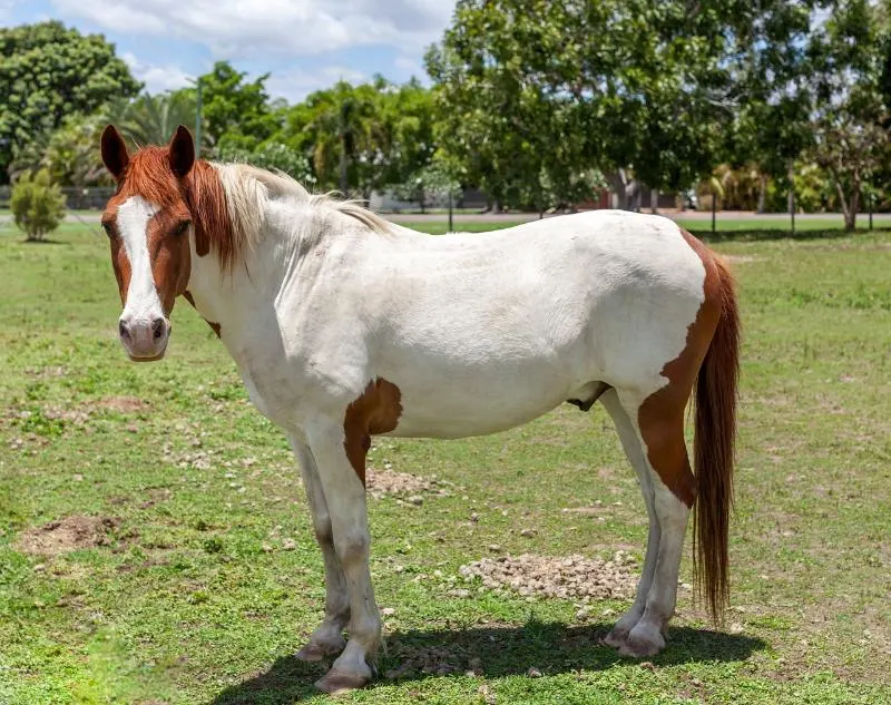 11 Horse Breeds: Different Types of Horses 12 The Paint Horse