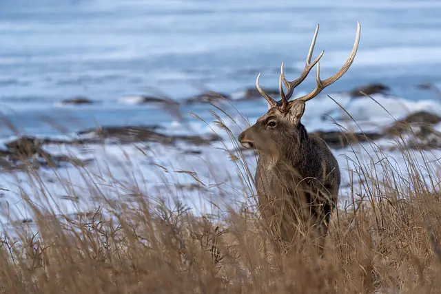 Thorold's Deer