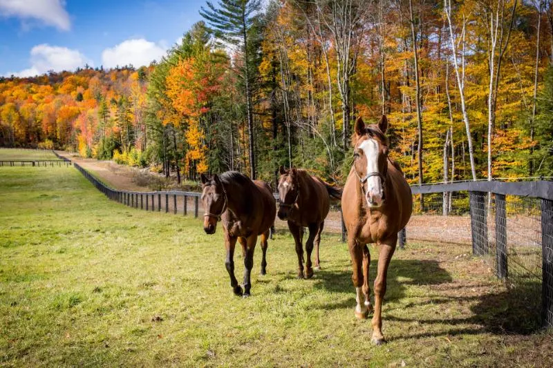 Thoroughbred Horses on the pasture