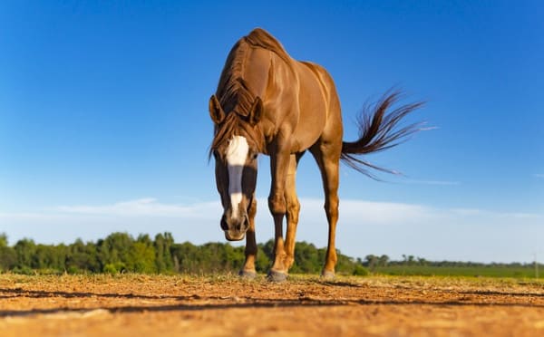 types of horses: thoroughbred horses