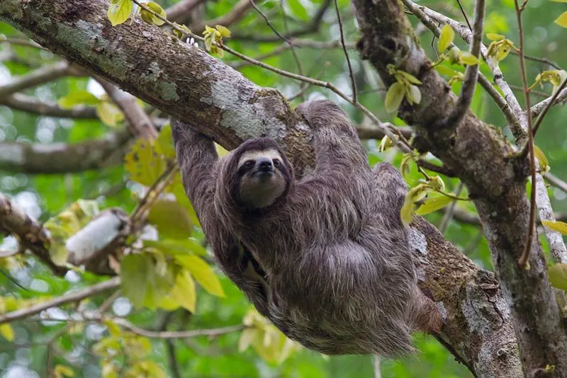 Closeup of Pygmy Three-Toed Sloth hanging from a tree