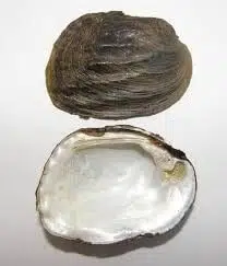 33 Most Threatened and Endangered Species in Florida 29 Threeridge, Fat (mussel)