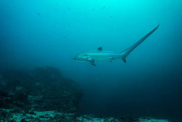 20 Different Types of Sharks Around the World 19 Thresher Shark